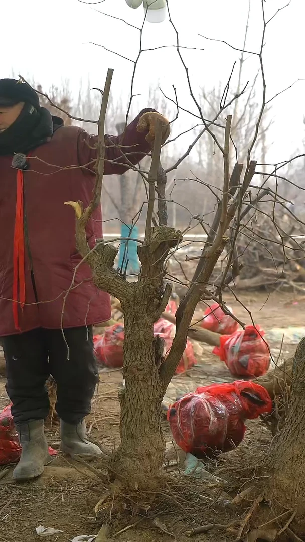 完全开放枣树1463