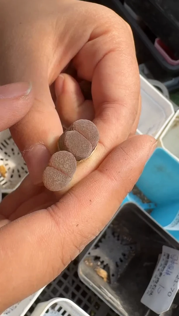 美丽的肉石头（25-31）-33日本原株