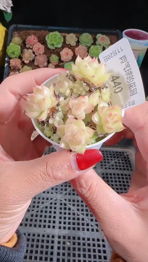 1120-440群生不包整