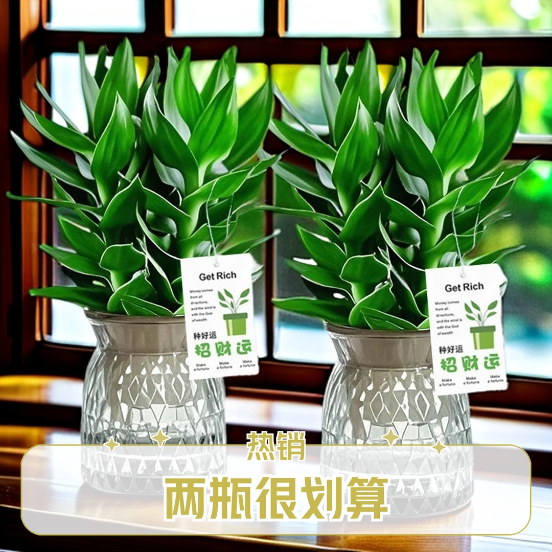【2盆很划算】水培观音竹绿植富贵竹好养室内清新好养送轻奢树脂盆
