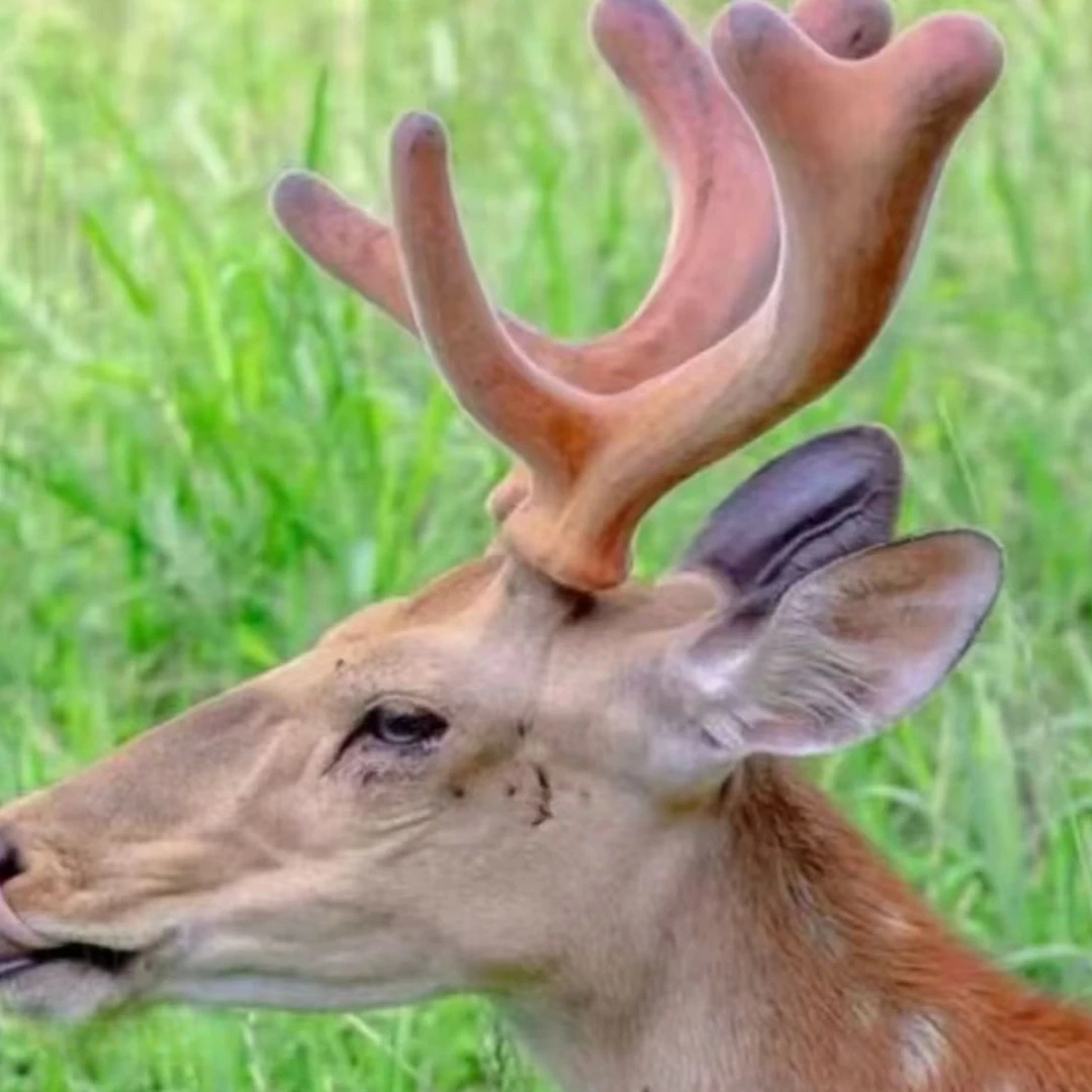 精选山货 新鹿茸片 10克 云山专属