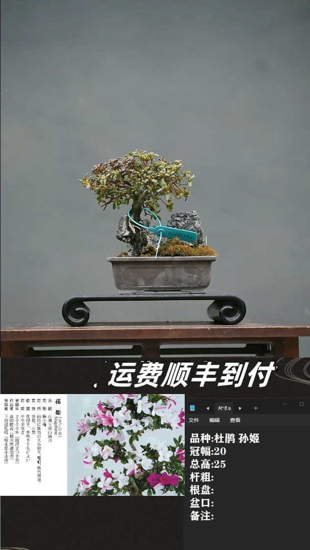 【闪购商品】8  杜鹃 孙姬