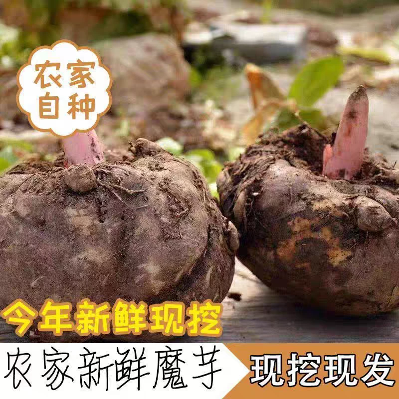2025云南新鲜魔芋现挖魔芋正宗魔芋豆腐蔬菜生魔芋头大魔芋