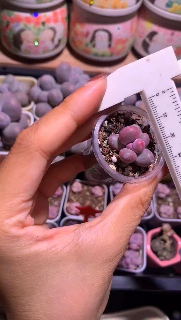 黄金鸡蛋大叶奶，满28包邮不满发一个叶片到付