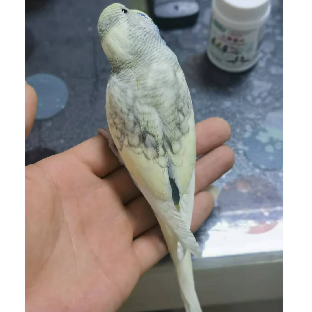 硕欢宠选活体国血大头鹦鹉萌宠可手养可学说话