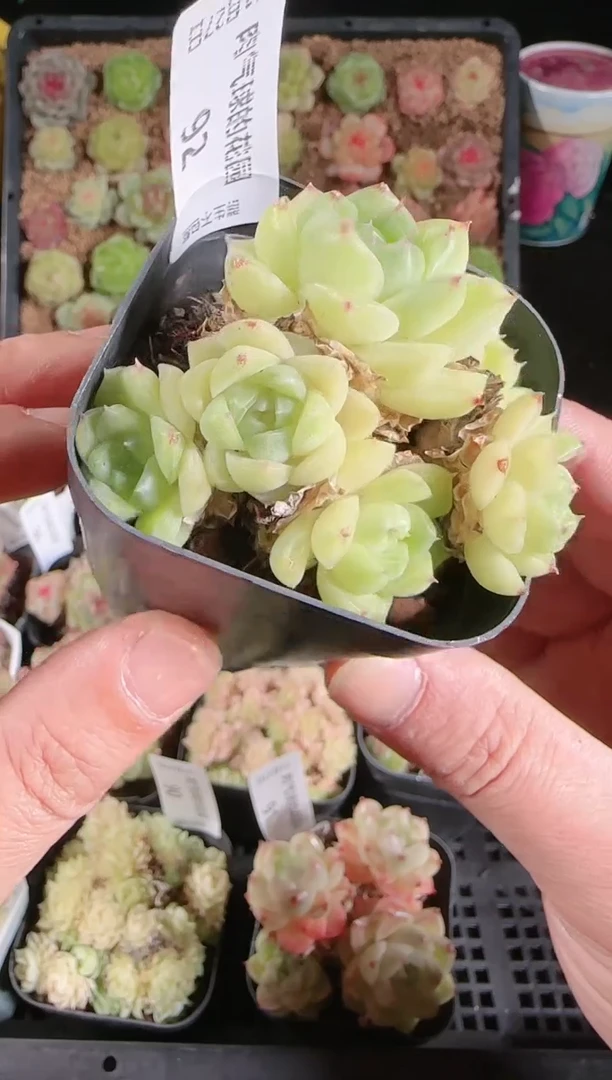 1127-92群生不包整