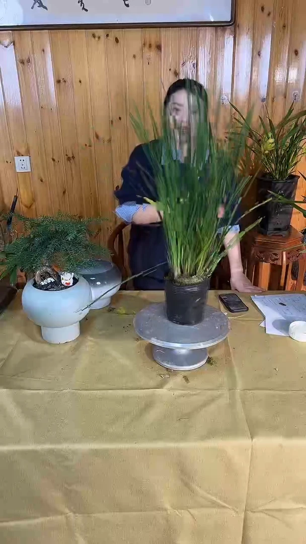 大部分花苞少量开放澳洲杉