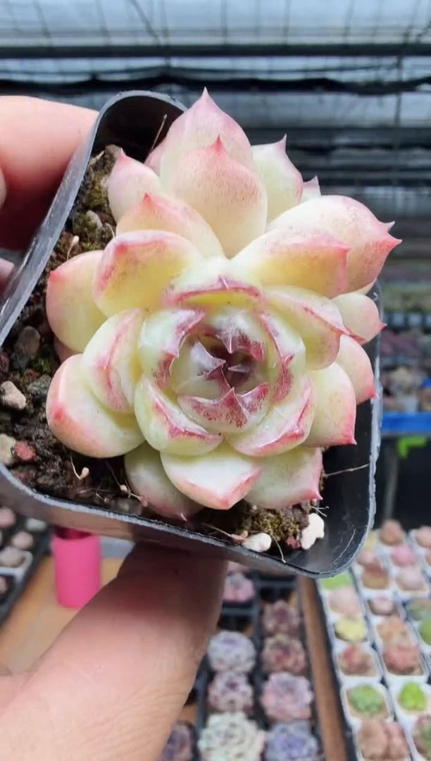 东云多肉园新款-161