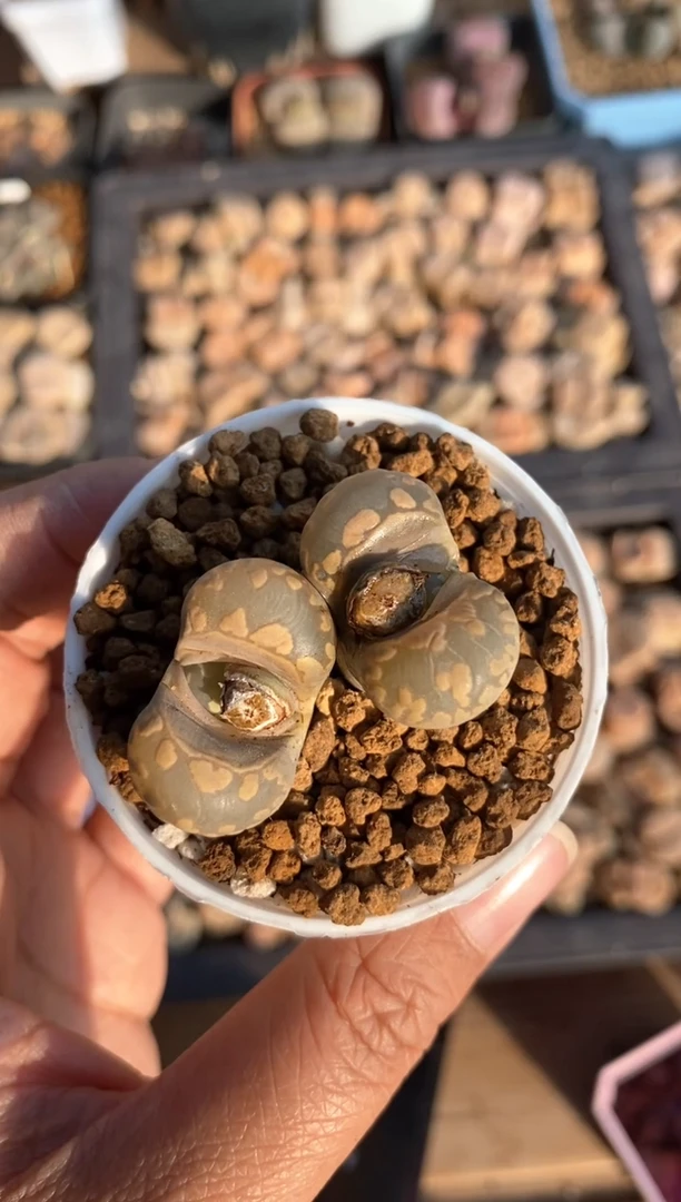 【闪购商品】7799直播一物一拍