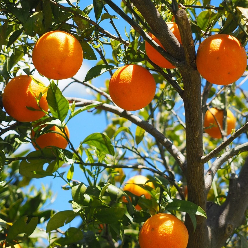 冰糖橙：哀牢山冰糖橙连箱10斤装