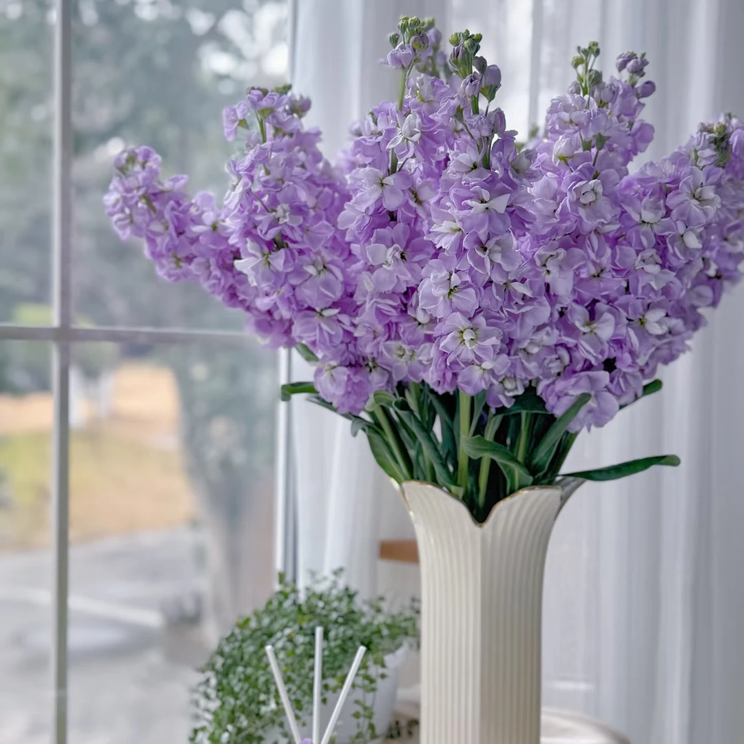 【禾韵山东】紫罗兰 自有基地山东鲜花批发直播顺丰包邮次日达