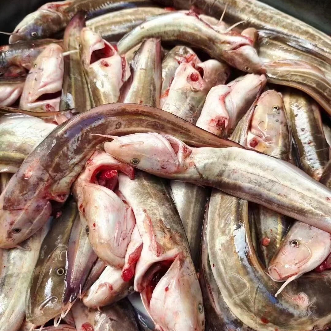 a1广东汕尾本港野生小船浅海沙毛鱼顺丰冷链包邮