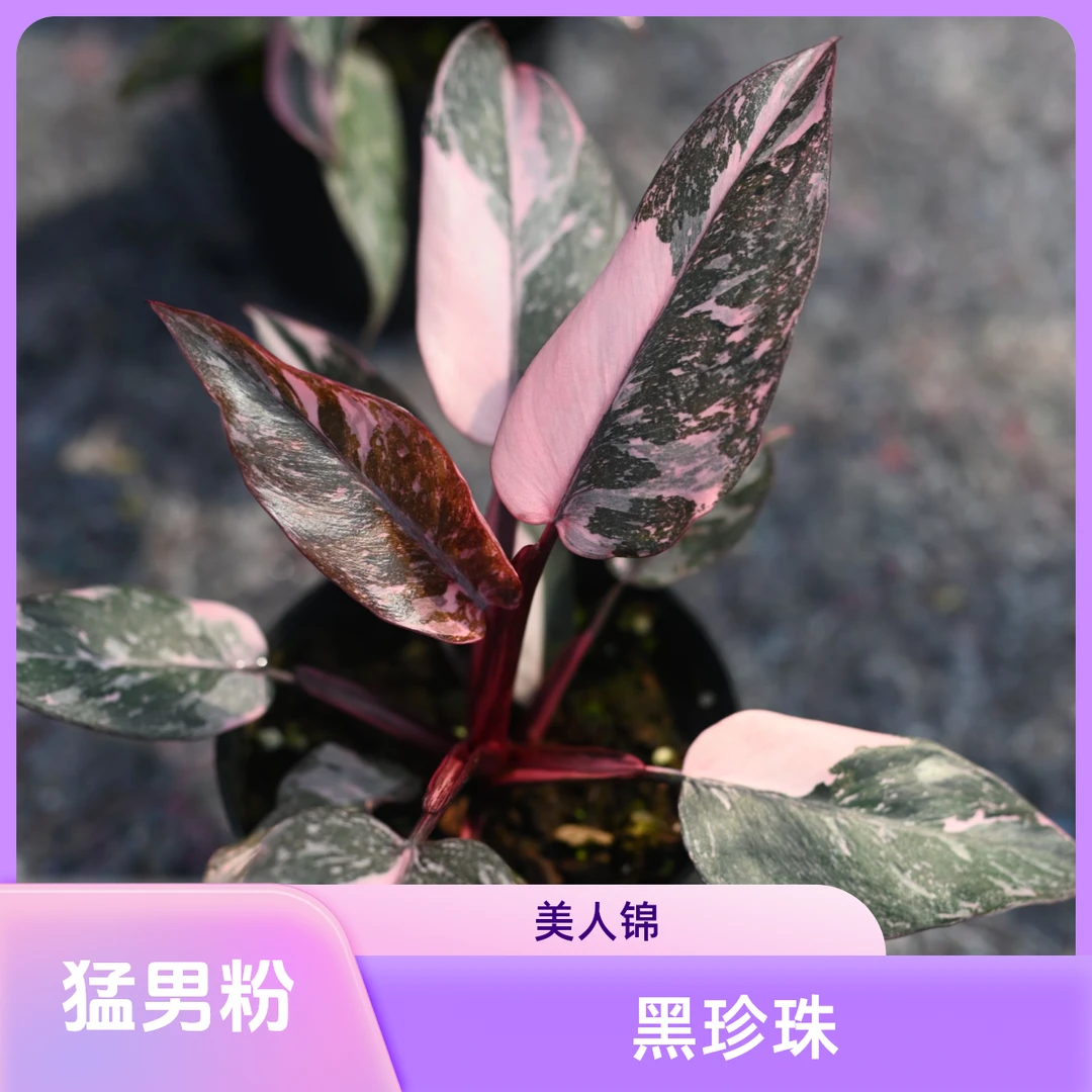 粉公主（黑珍珠）蔓绿绒粉色系爆款热植高端好养猛男粉