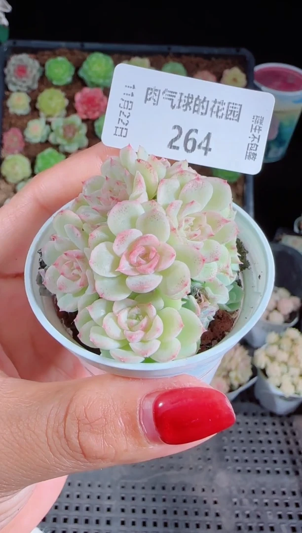 1122-264群生不包整