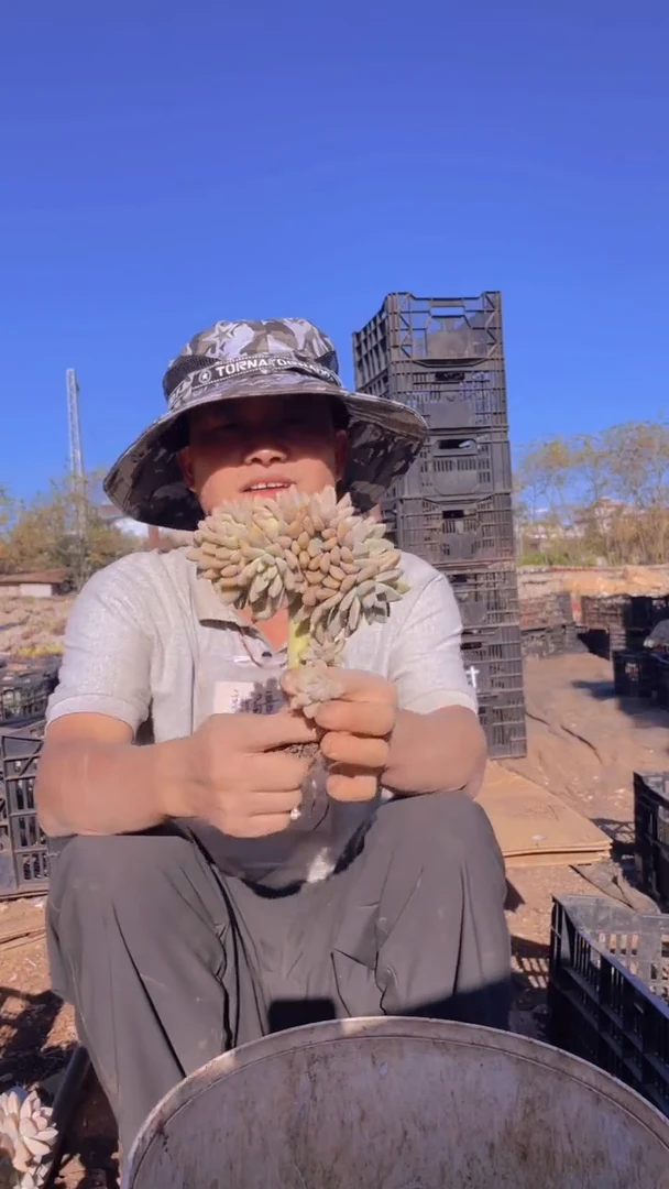 286淡雪缀化一物一拍