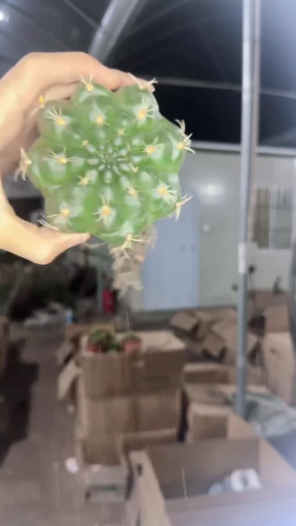 2颗 实生根 6-8cm 绯花玉