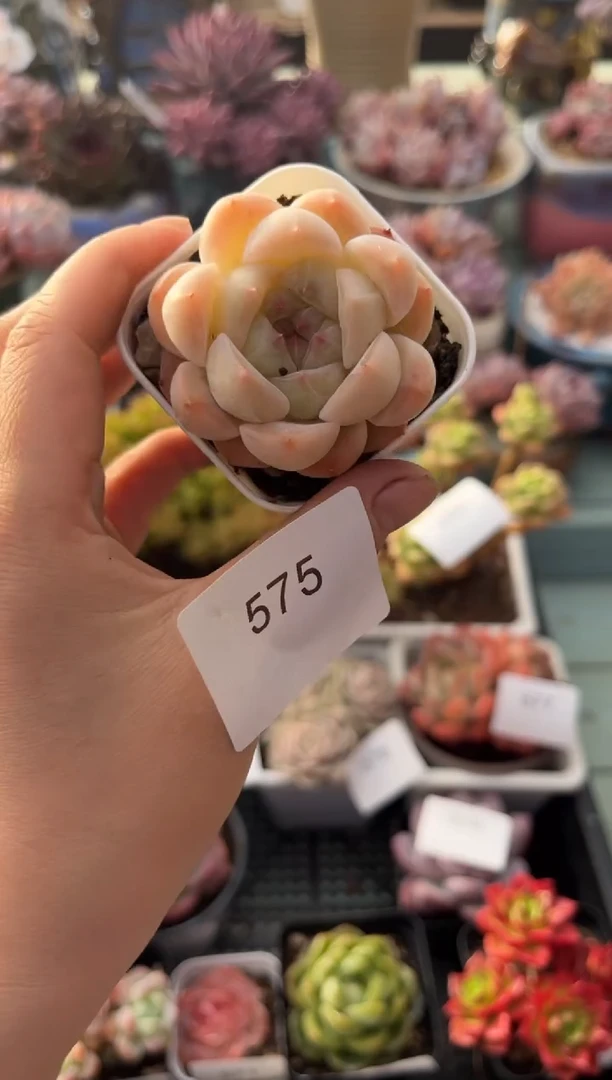 575单头个体多肉