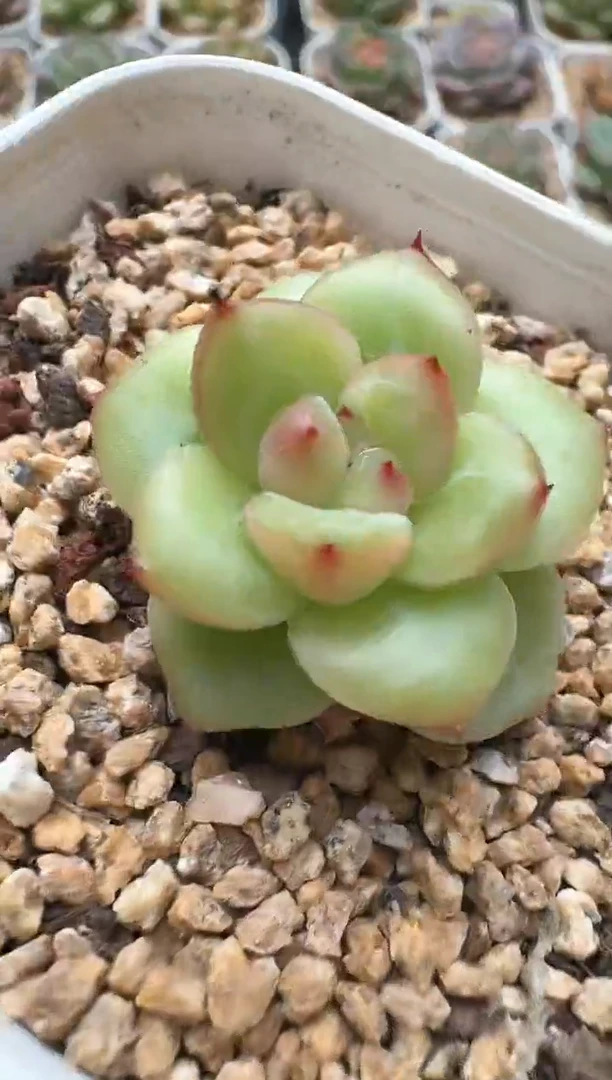 751D云禹多肉植物 带盆土纸巾打包 3颗包邮