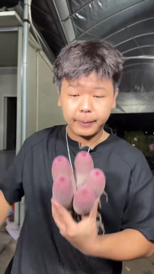 大5头 红太阳【带根】