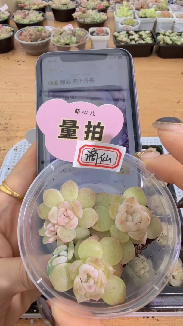 谪仙谪仙单双混 3颗量拍混发 满9.9包邮