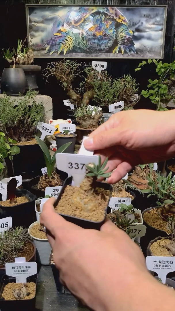 3375号1204福利瓦力赤奇峰锦