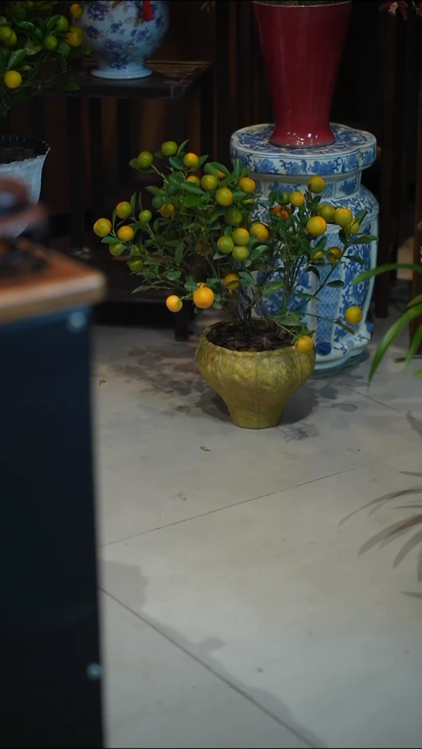 全部花朵小金橘浅绿盆盆景盆景