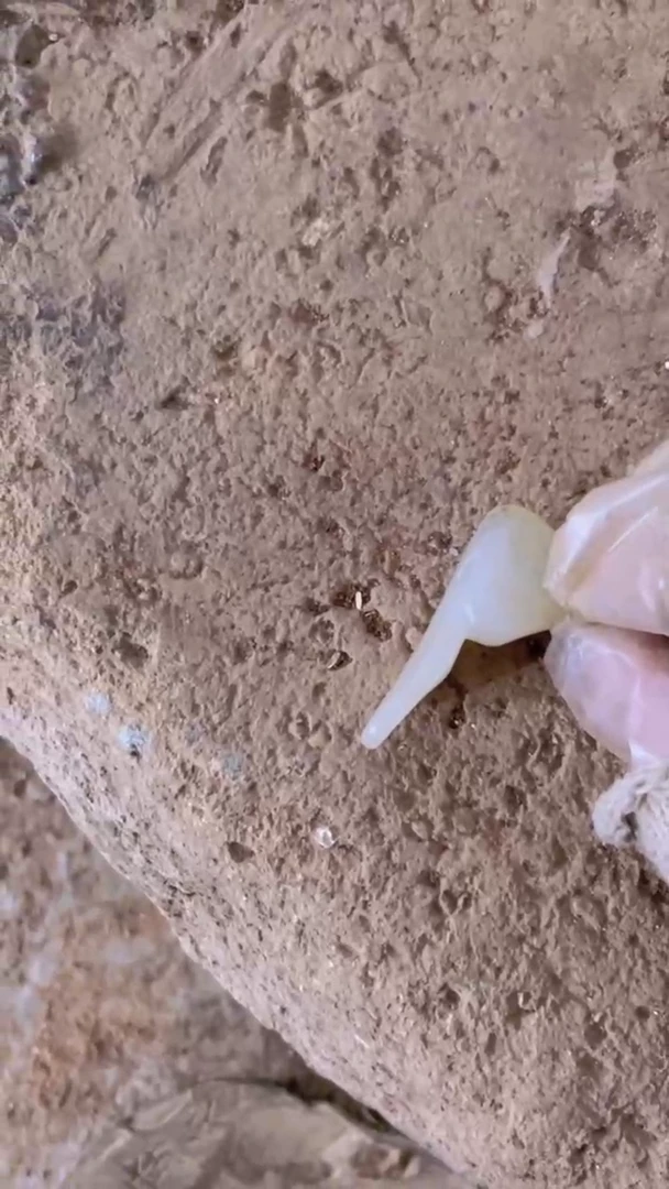 【闪购商品】瓷片手工，手绘，陶器