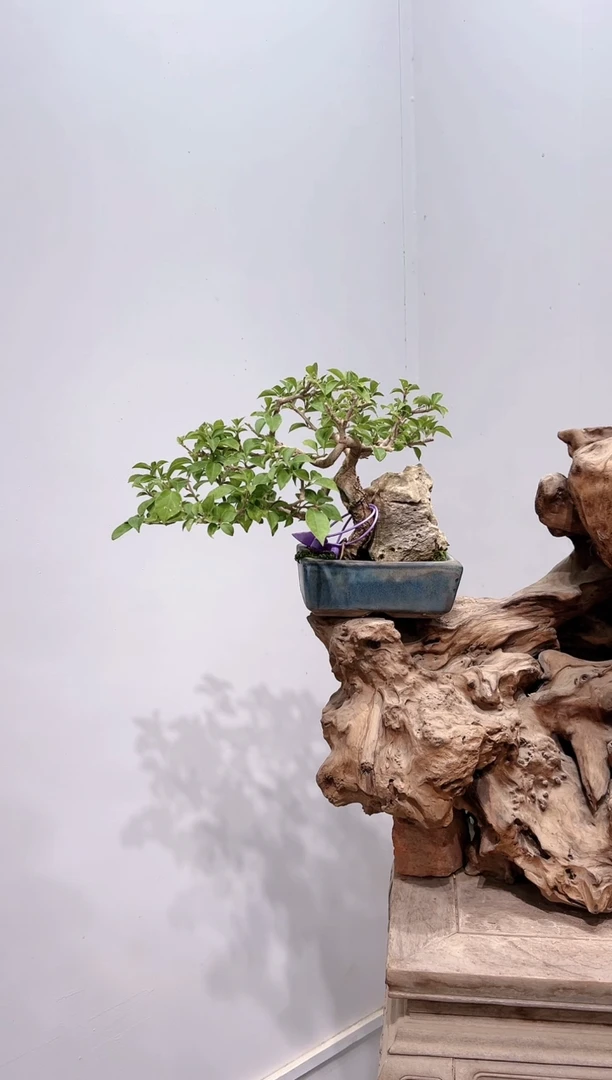 全部花朵悦**遥三角梅老桩盆景