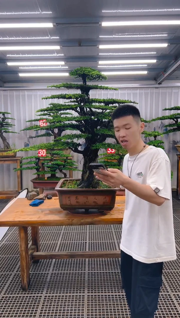 无花朵沧****司精品盆景直播间一物一拍