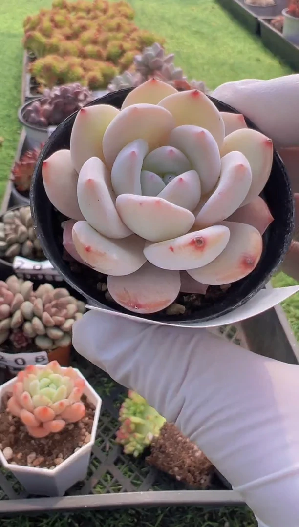 【闪购商品】信福多肉一物一拍