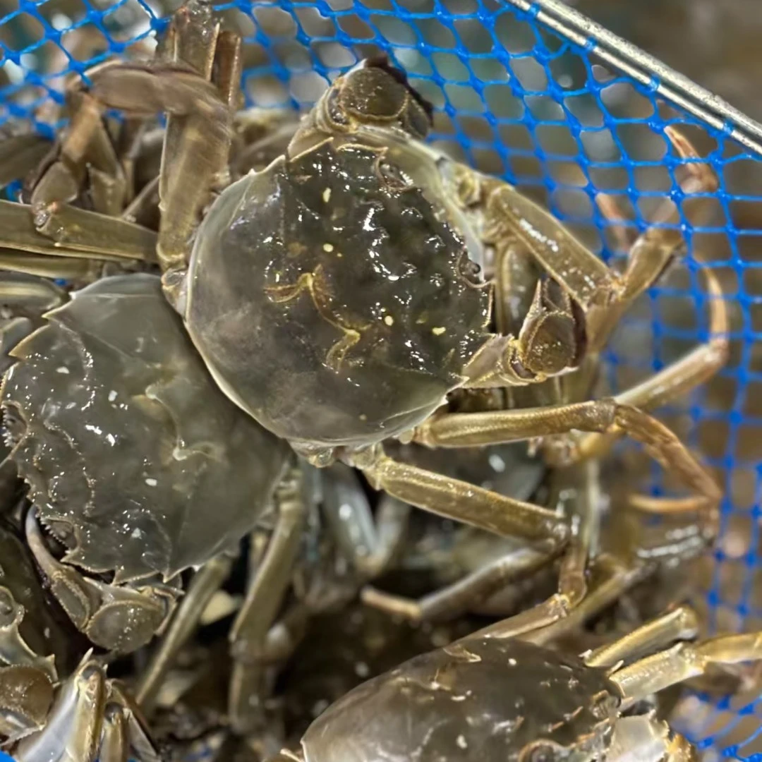 现捕现发河蟹公蟹顺丰京东包邮精品螃蟹1.0-1.1两共20只