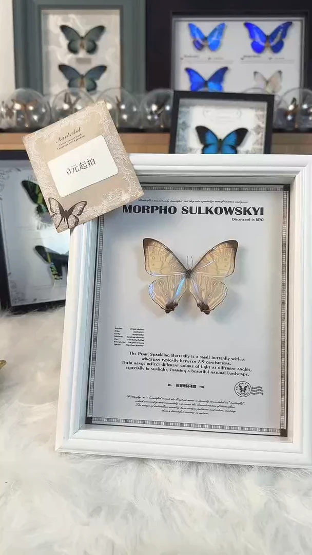 双十一收藏天然蝴蝶标本