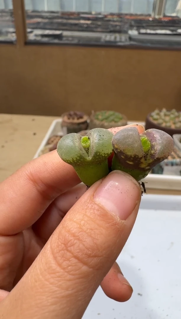 多肉植物肉锥4-17