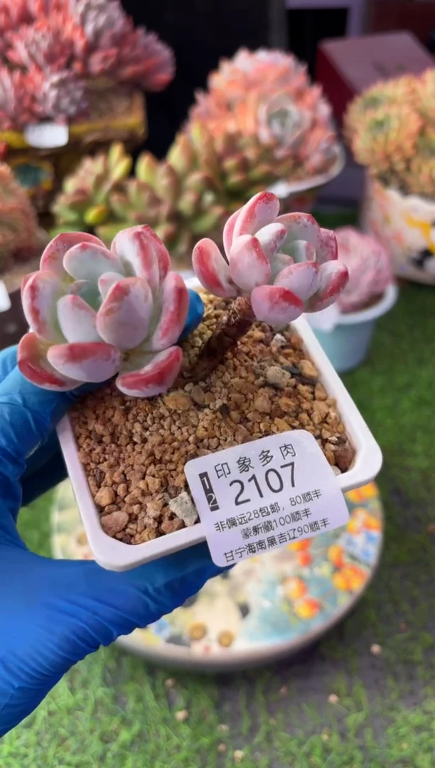 昆明印象多肉2107
