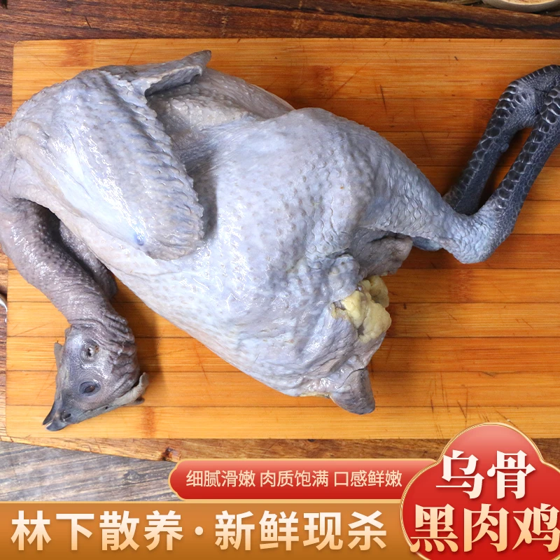 无量山乌骨鸡白条1.5-2kg林下散养乌骨黑肉鸡五谷杂粮喂养跑山鸡