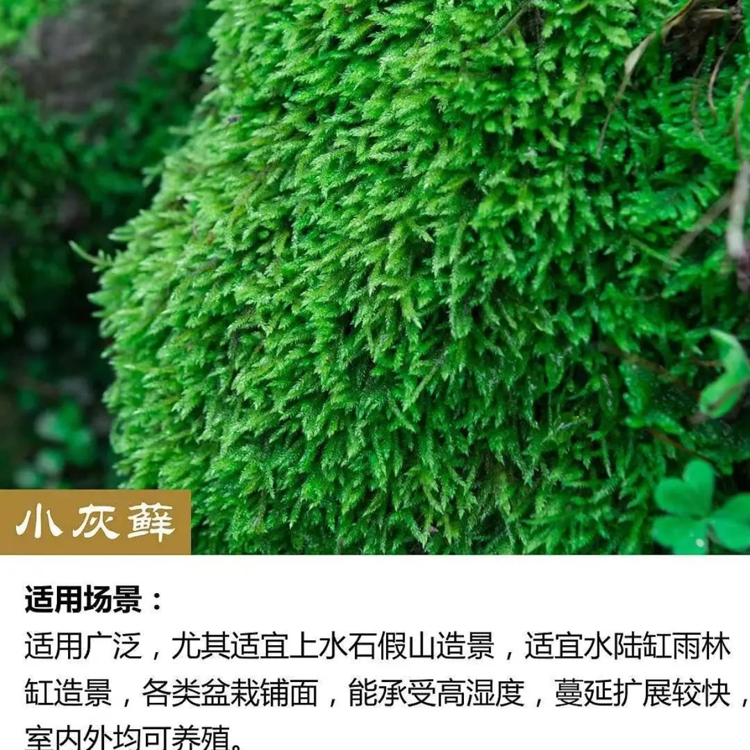 【小灰苔藓】四季常绿 室内微景观造景植物 懒人易养净化空气