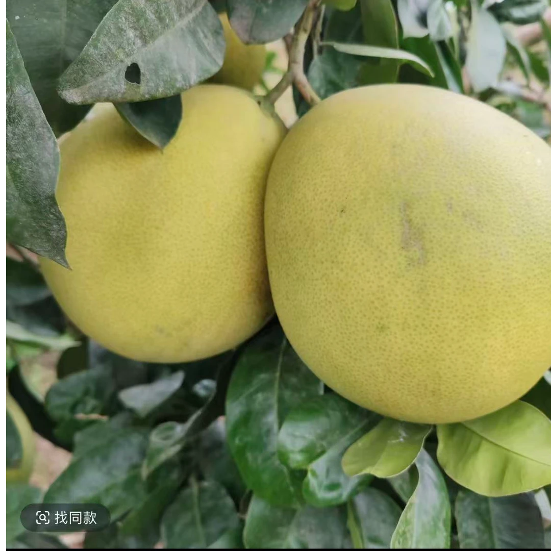 大竹杨家红心柚酸甜汁水多新鲜现摘水果