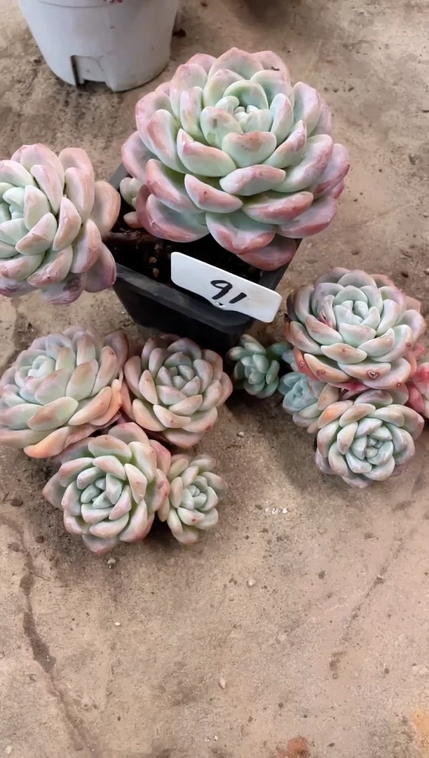 【闪购商品】91号3颗￥60