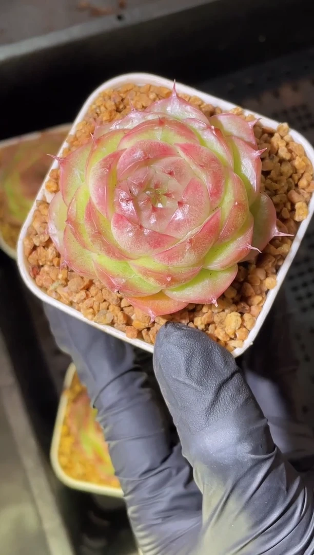 闪购2355 玲珑骰子2-3厘米 量拍发一颗