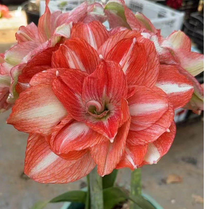 1个心花怒放【26/28】实际偏小荷兰进口朱顶红家庭院艺盆栽花球