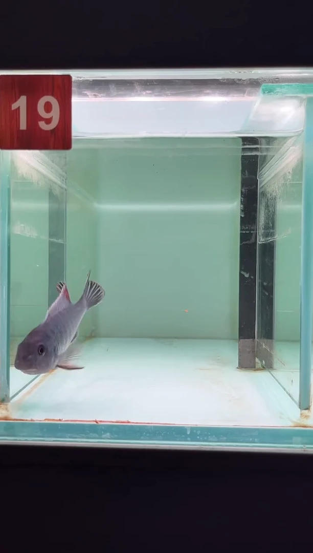 慈鲷鱼三湖慈鲷野生