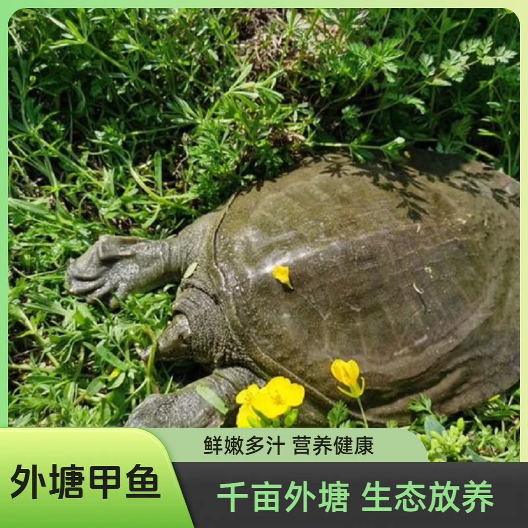 【福利品】39 外塘生态小甲鱼生态活鳖（4只装）顺丰包邮鲜活小甲鱼