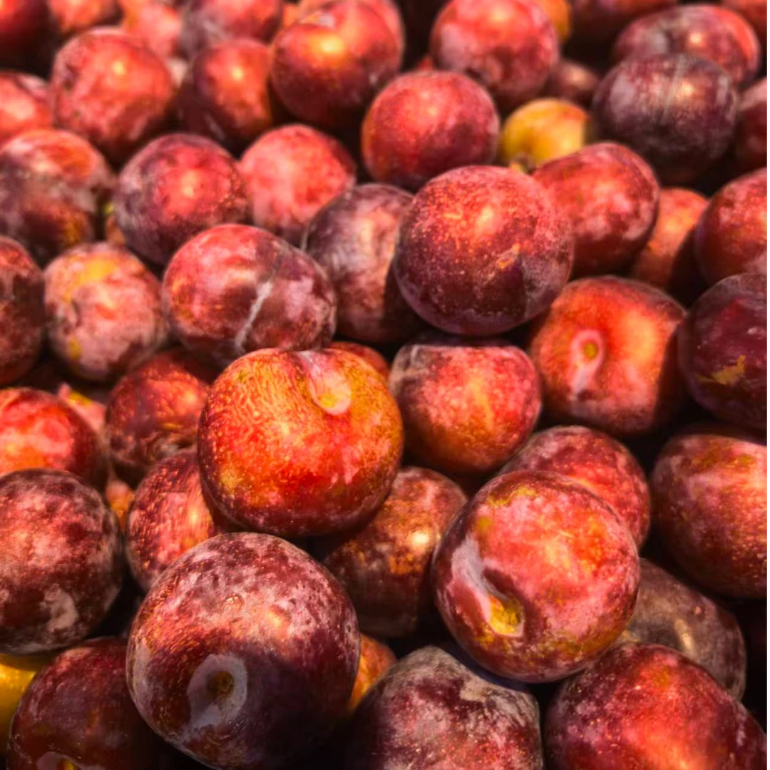 青红脆李子 1斤左右（水果）