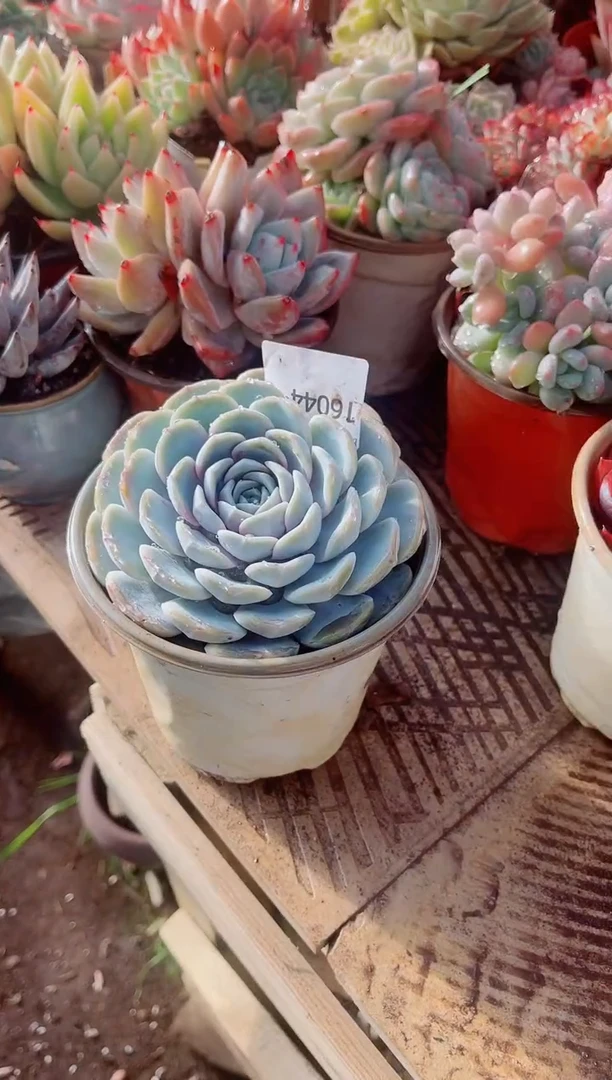 惜*跃跃精品多肉16044