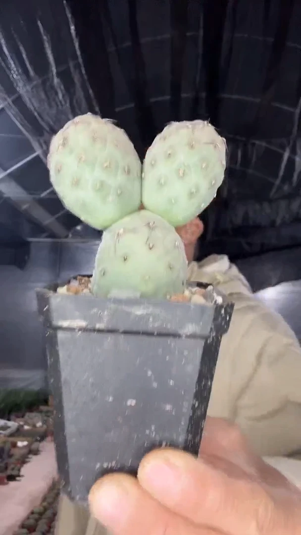 习自野米奇头加随机一颗球39.99