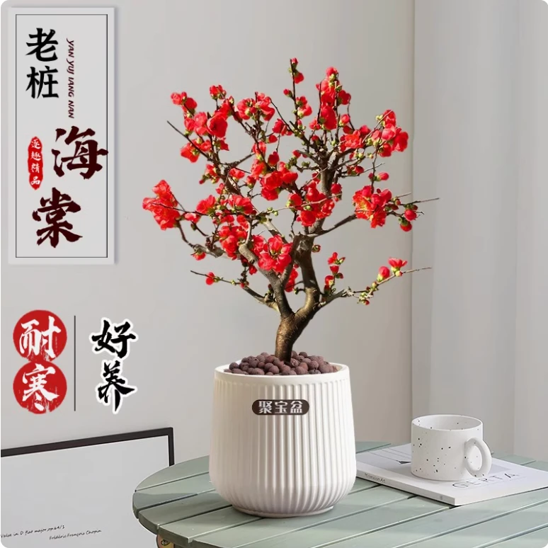 【小玫瑰8年桩】海棠花盆栽地栽 耐寒好养 送肥料