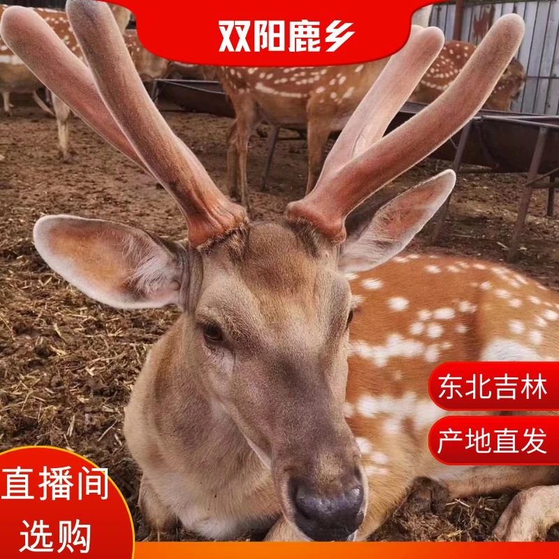 东北吉林鹿乡吉林现场分割鹿茸改价联结