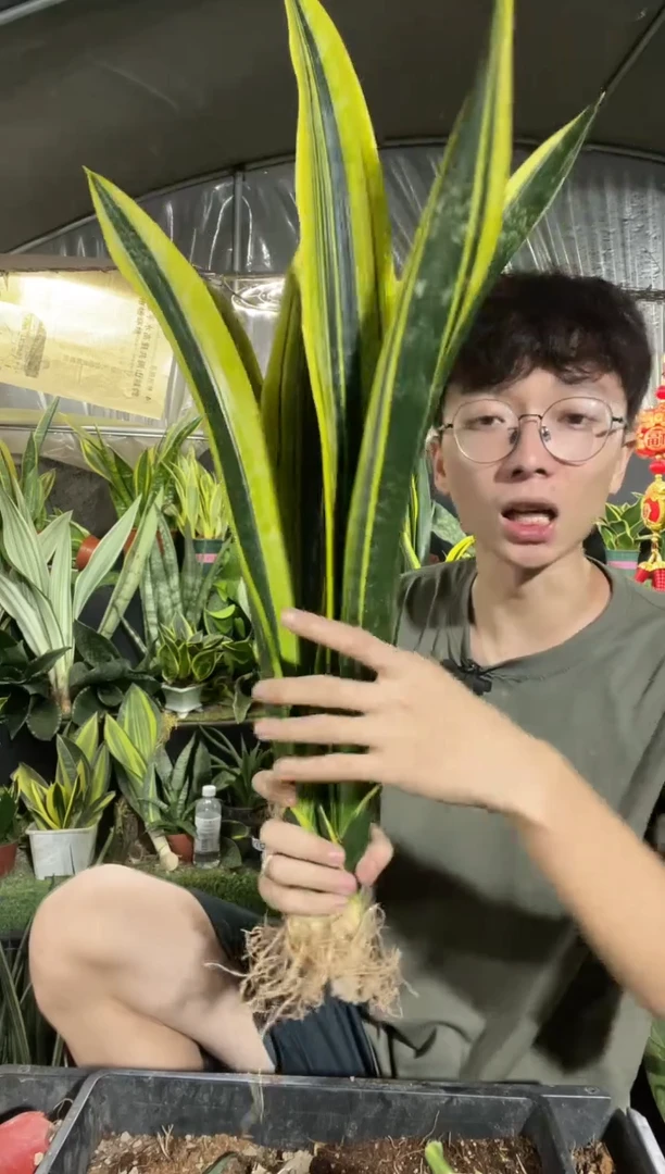 曲叶黄金裸根3棵27.8