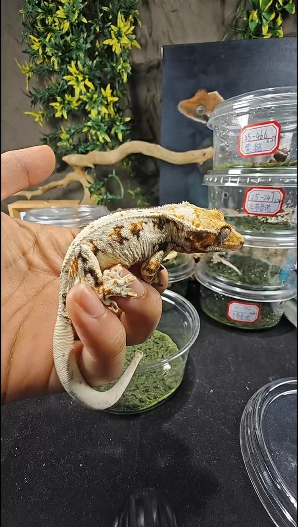 睫角守宫24-644睫角守宫莉莉白