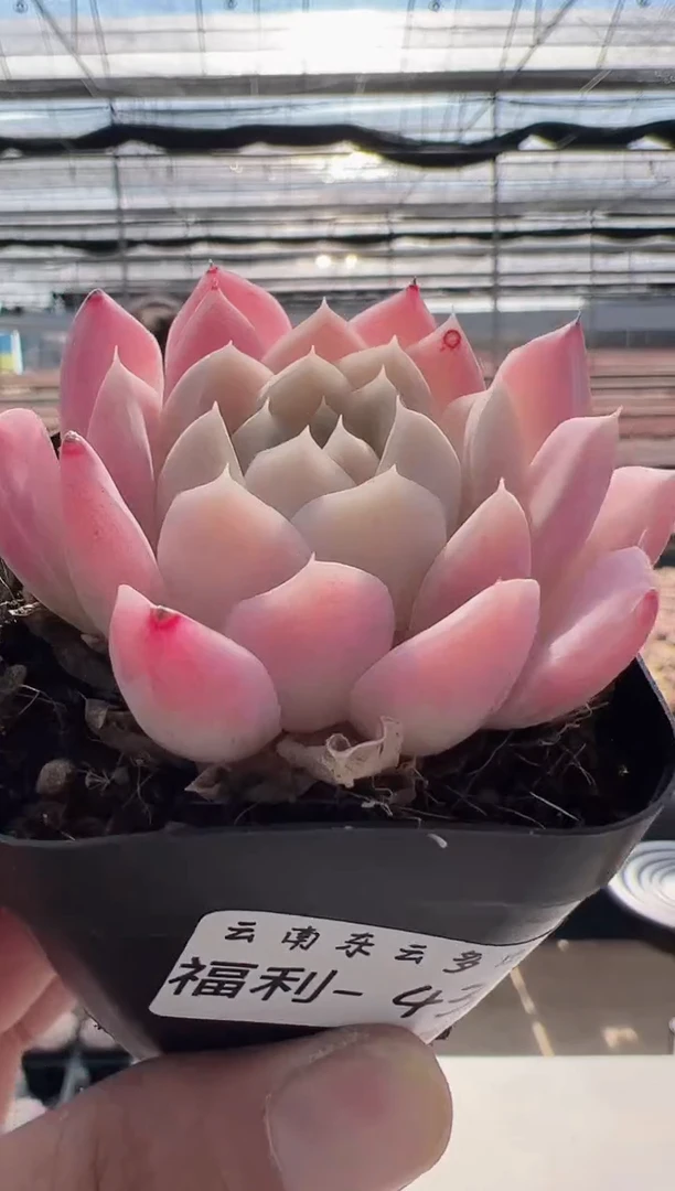 【闪购商品】福利款-43